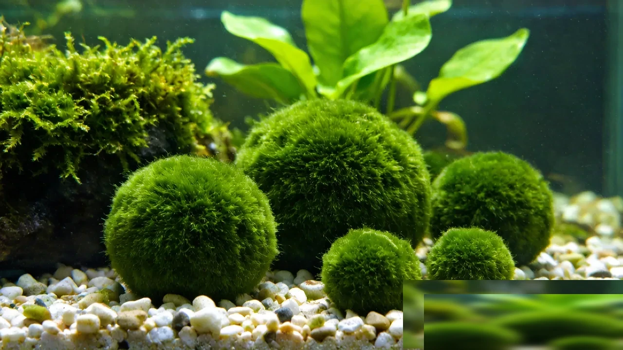 Marimo Moss Ball Care: The Round, Slow Green Pet